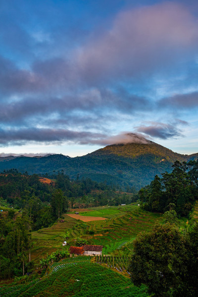 山