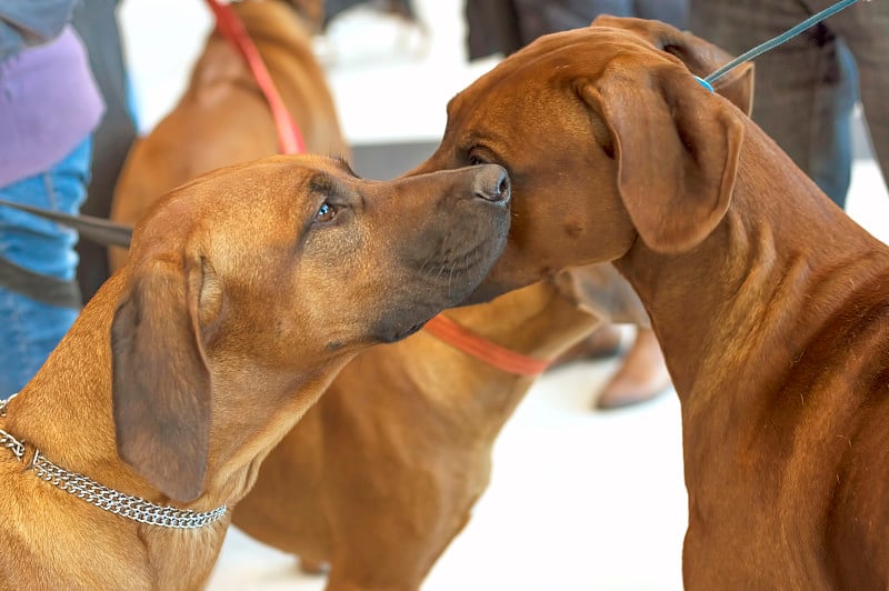 两只罗得西亚脊背犬互相嗅