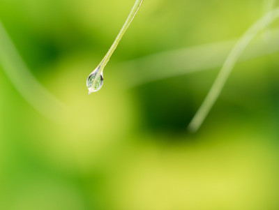 西班牙苔藓上的雨水