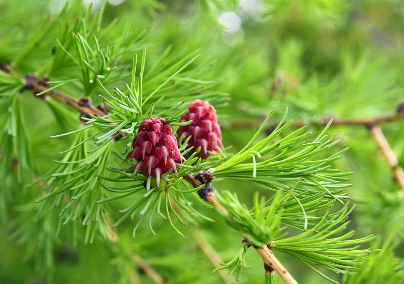 粉红色的花——近距离观察树枝上的落叶松球果