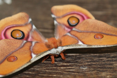 antherina suraka silkmoth