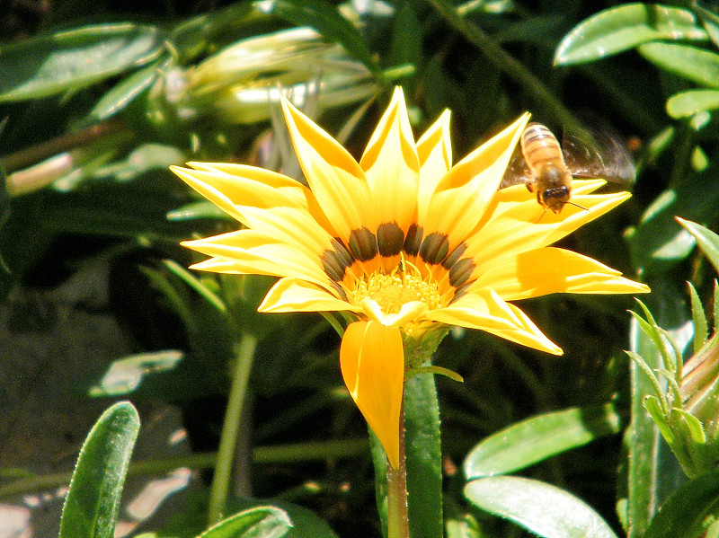 2010年，Gazania上的Ramat Gan Park Bee