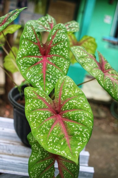 芋或红芋头