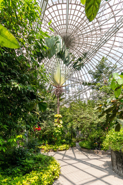 室内的美丽植物温室圆顶
