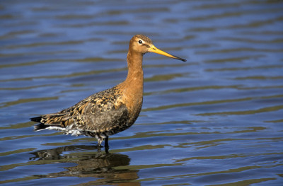 黒,Limosa