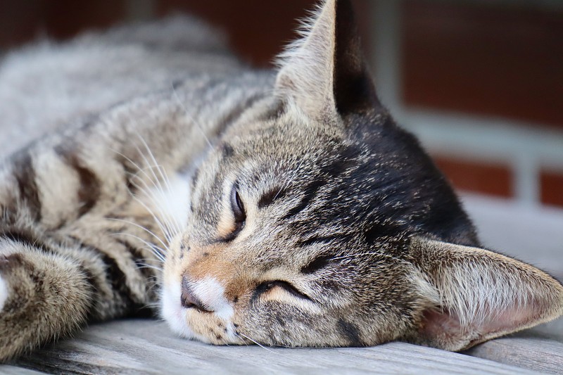 睡猫(爱媛县小津市)