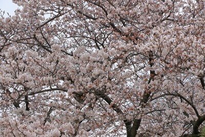 樱花