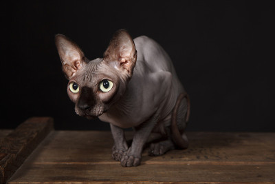 Sphynx猫