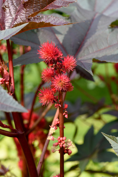 Ricinus Communis