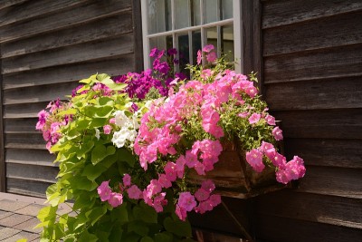 夏花
