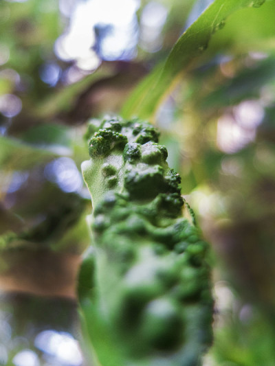 手指叶植物