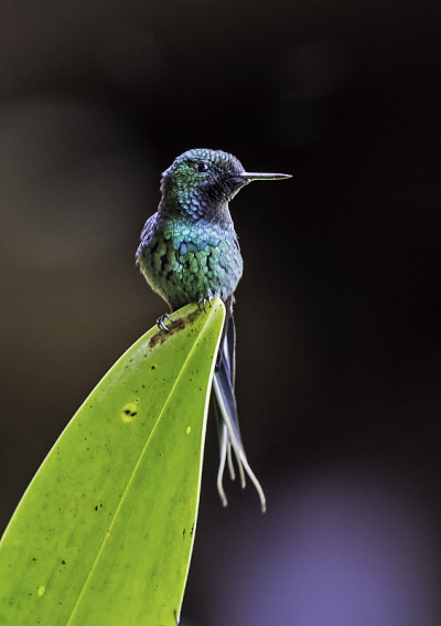 绿刺尾蜂(dissura conversii)是一种小型蜂鸟，从哥斯达黎加到厄瓜多尔西部是当地的饲养