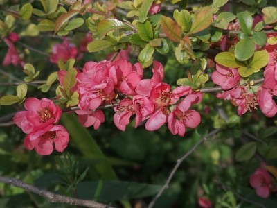 木瓜