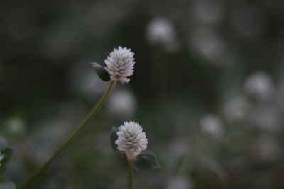 紫红色的花白色