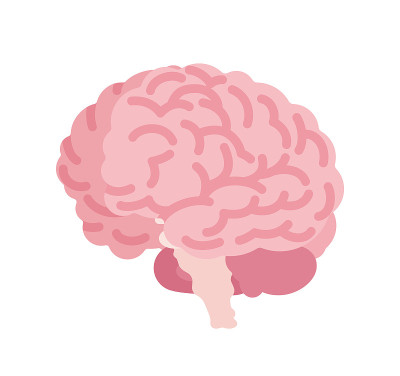 用于人体大脑解剖研究，医学和科学课堂模型