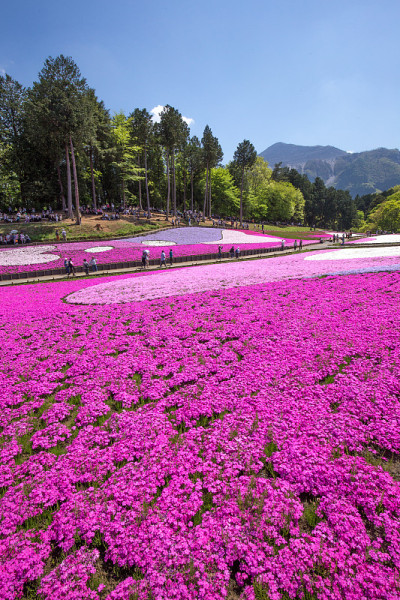 一边开花的夹竹桃(埼玉日山公园)