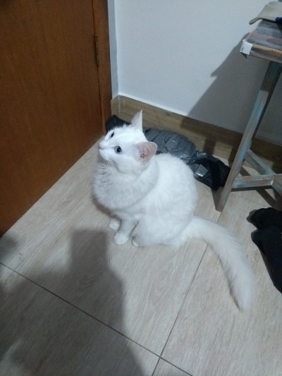 土耳其安哥拉猫