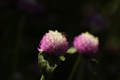 全球苋菜