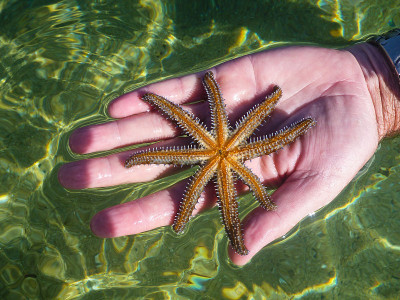 张开手牵着海星