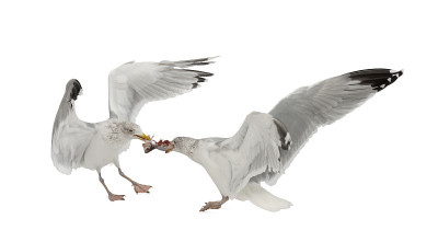 欧洲鲱鱼鸥，Larus argentatus, 4岁，争夺在白色背景下飞行的鱼