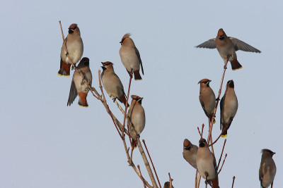 波西米亚蜡翼(Bombycilla garrulus)德国