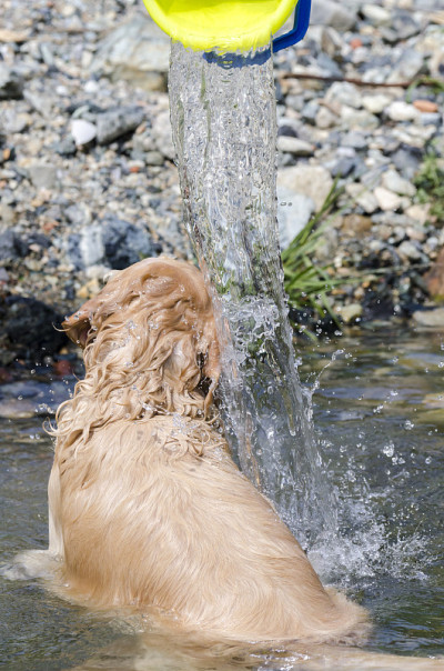 金毛猎犬在水中快速奔跑