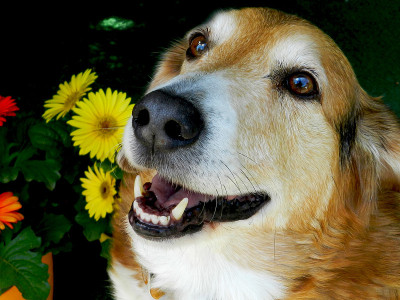 狗和花