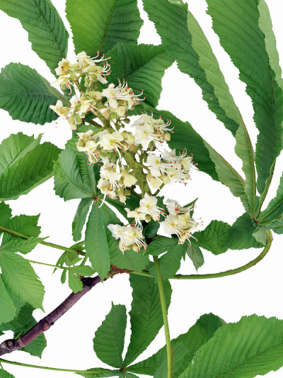 开花栗