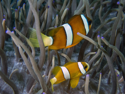 克拉克斯 Anemonefish (Amphiprion clarckii) 在菲律宾马拉帕斯卡