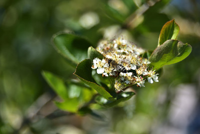 蜜蜂在野莓花上。特写镜头,宏。Aronia melanocarpa