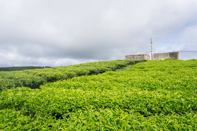 考达绿茶山农场