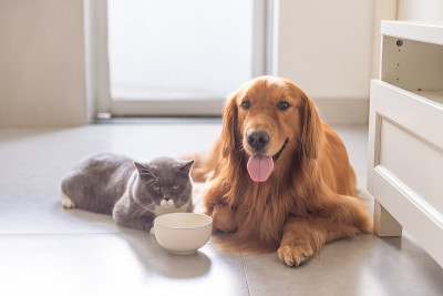 英国短毛猫和金毛猎犬