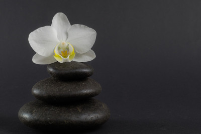 白色兰花和黑色石头。