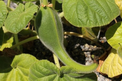 肉食性的“黄独角兽植物”种子豆荚-黄叶虫