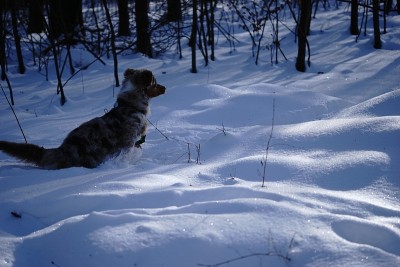 狗狗小狗冬天的雪