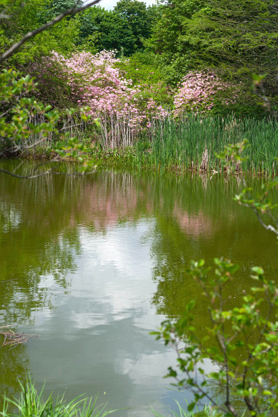 阿诺德植物园