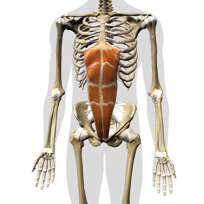 男性腹直肌在人体骨骼上的分离，3D渲染