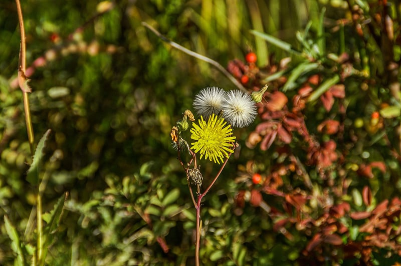 蒲公英(蒲公英officinale)