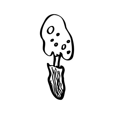 毒伞菌，黑木耳或毒伞菌。孤立的黑线蘑菇插图。矢量插图。黑色和白色。危险的可爱的蘑菇。森林蘑菇。大陈放