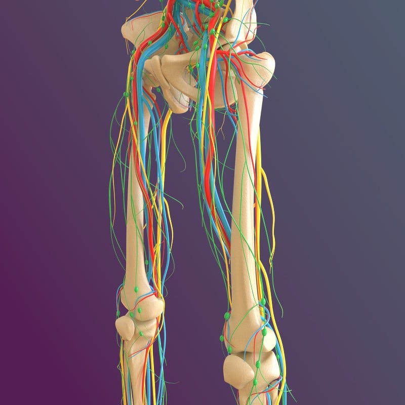 人体骨骼解剖股骨骨3D渲染