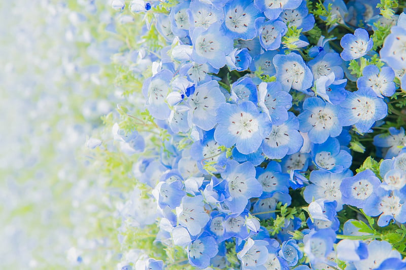 小蓝眼花(Nemophila menziesii)，春天