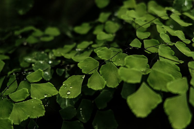 铁线蕨或蕨类植物的叶子闭合