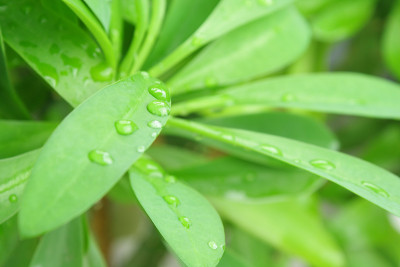 绿叶和雨滴