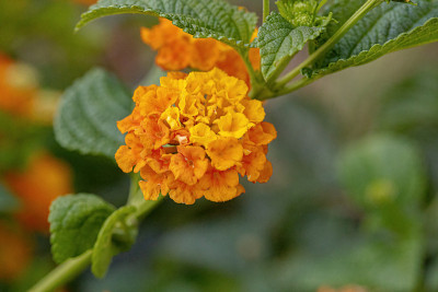 马缨花