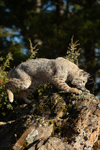 山猫