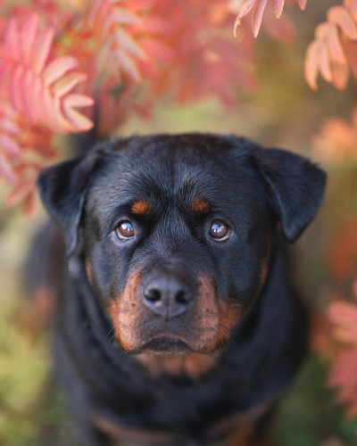 罗特韦尔犬的狗
