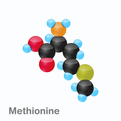 蛋氨酸分子，一种用于蛋白质生物合成的氨基酸