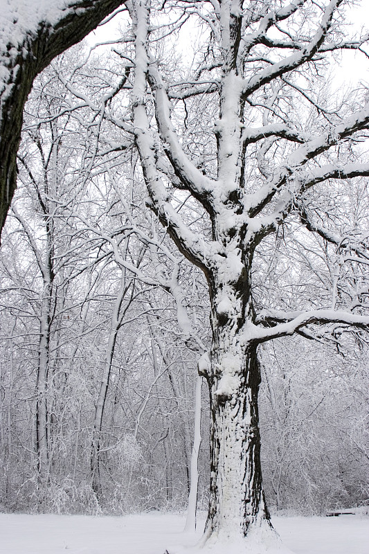 白雪覆盖的枫树和白雪覆盖的森林预览效果