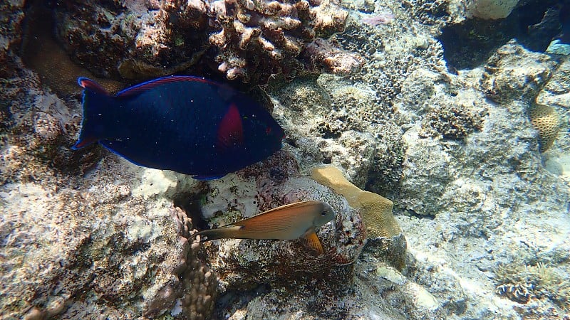 黑鹦嘴鱼或黑色鹦嘴鱼，暗色鹦嘴鱼(Scarus niger)在红海海底