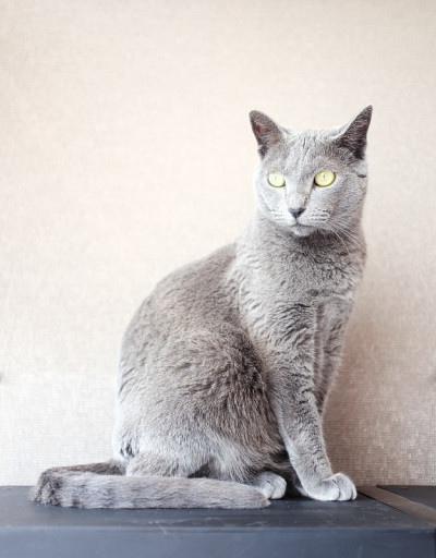 russianblue猫